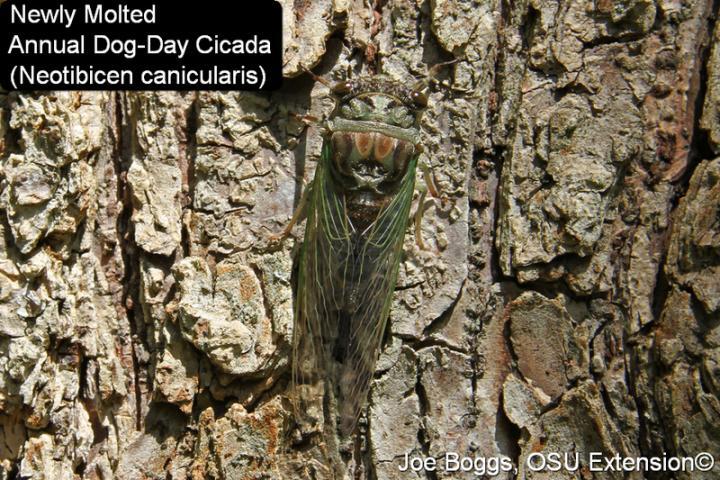 Cicada on tree